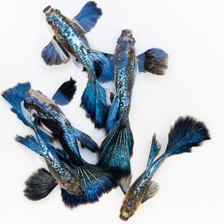 Shop All Fancy Guppy