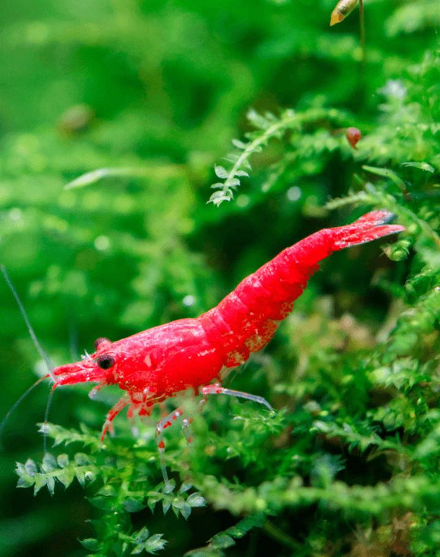 Aquarium Moss for Shrimp