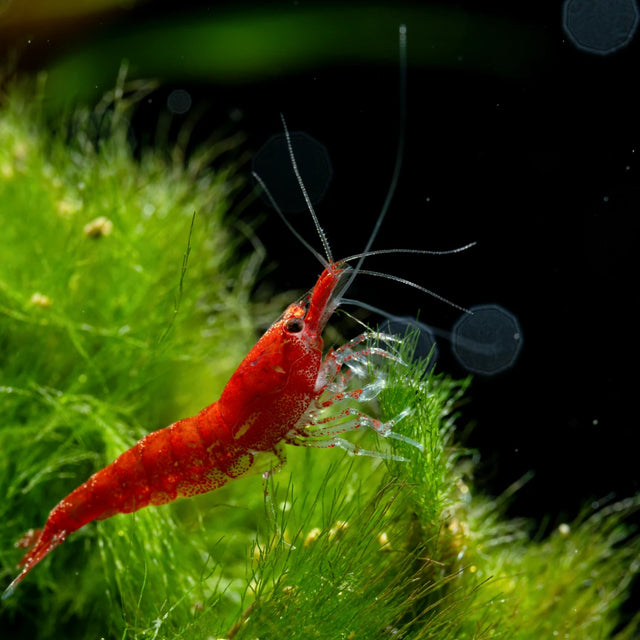 Neocaridina Shrimps