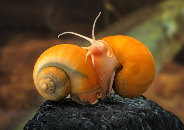 Our Snail World