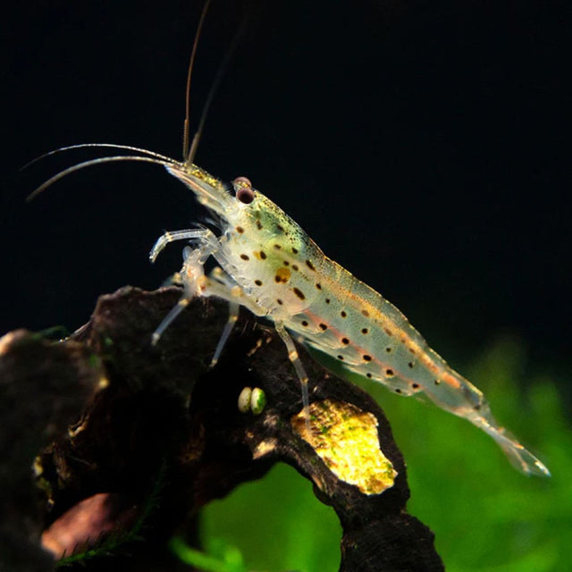 Algae Eating Shrimps