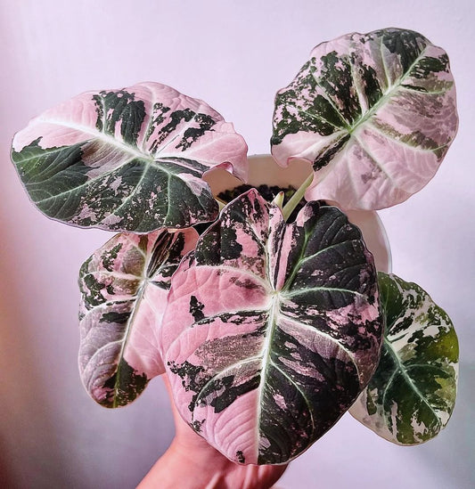 Collection of Variegated Alocasia Plants