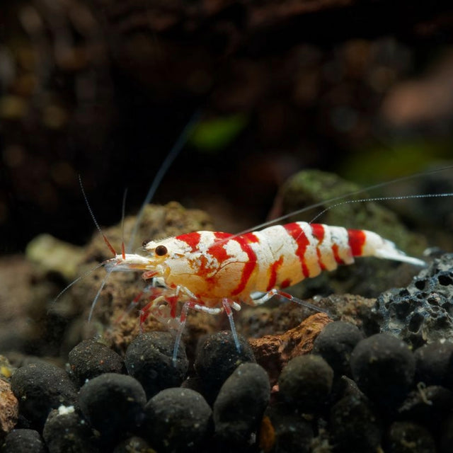 Caridina Shrimps