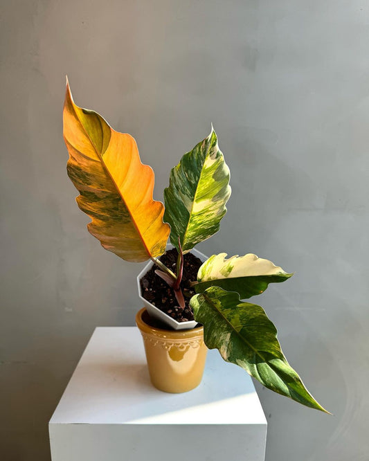 Philodendron Caramel Marble