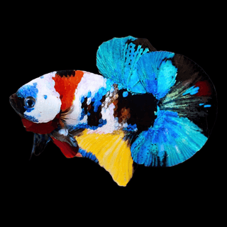 You Pick Male Betta Fish Collection