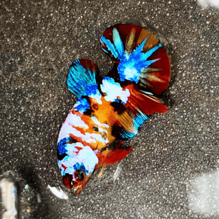 You Pick Female Betta