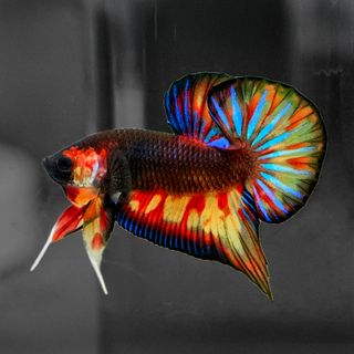 Wild Betta Fish Collection