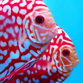 Pattern Discus Fish