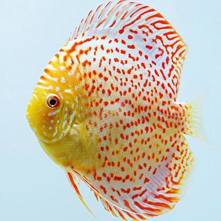 Albino Discus Fish