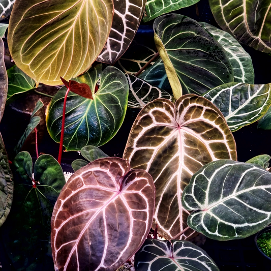 Collection of Anthurium Plants