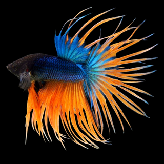 Crowntail Male Betta Fish Collection