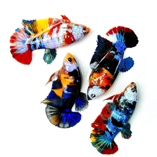 Sorority Female Betta Fish