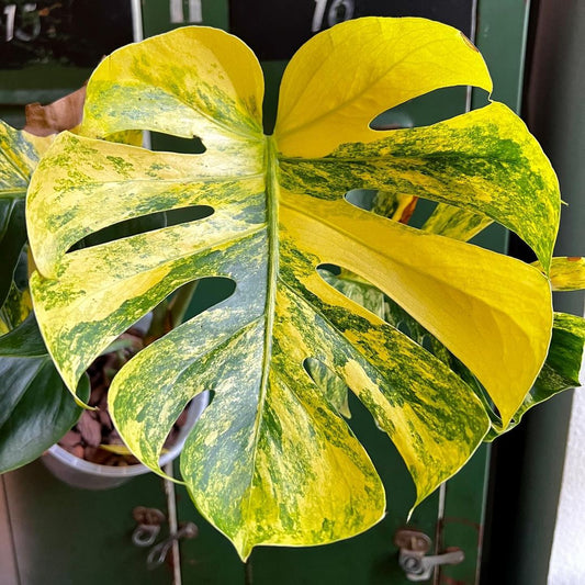 Shop Variegated Monstera Plants