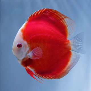 Red Discus Fish
