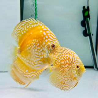 Yellow Discus Fish