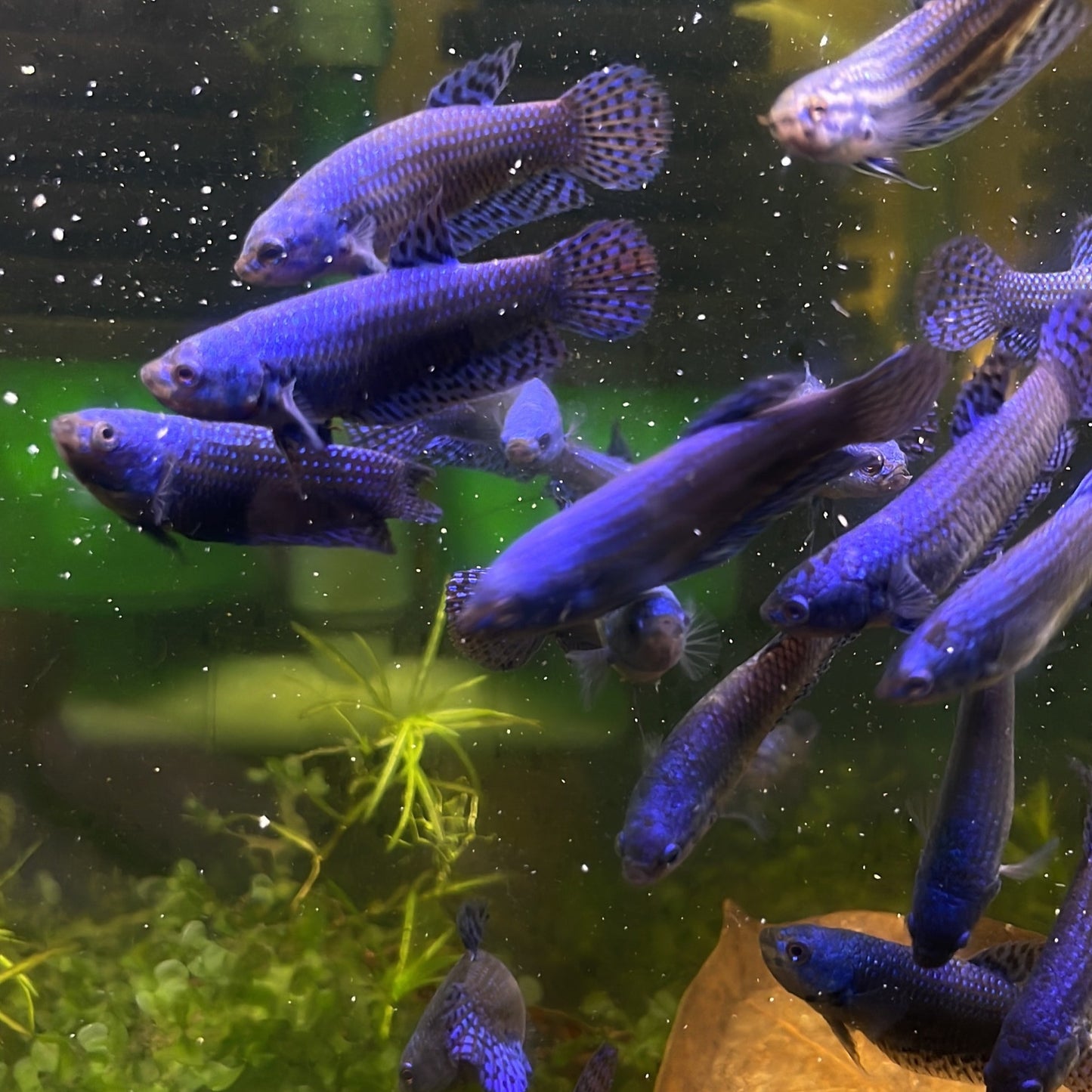 Blue Alien Female Betta Fish