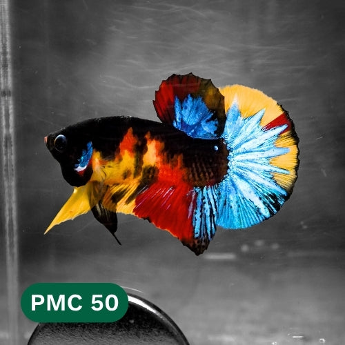 Multicolor Plakat Male Betta Fish |Show Grade|  You Pick Fish