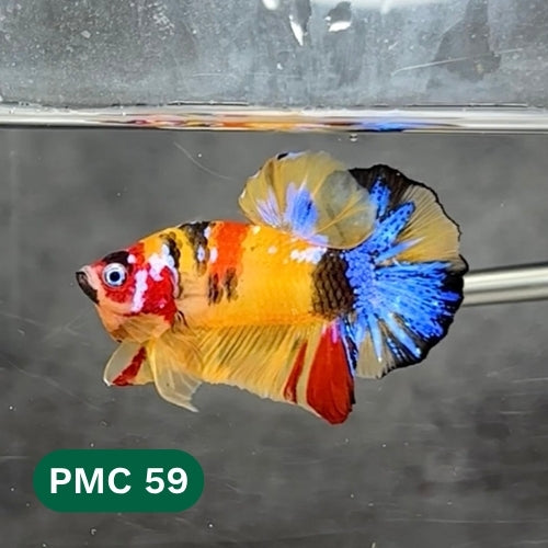 Multicolor Plakat Male Betta Fish |Show Grade|  You Pick Fish