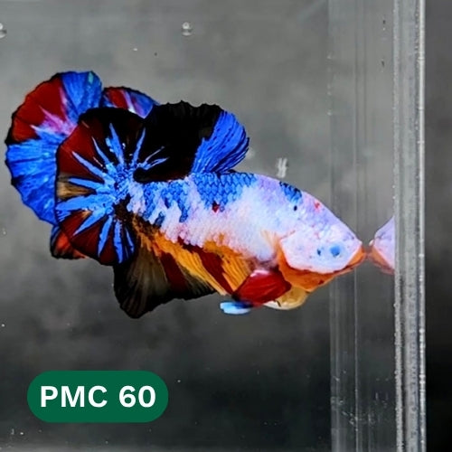 Multicolor Plakat Male Betta Fish |Show Grade|  You Pick Fish