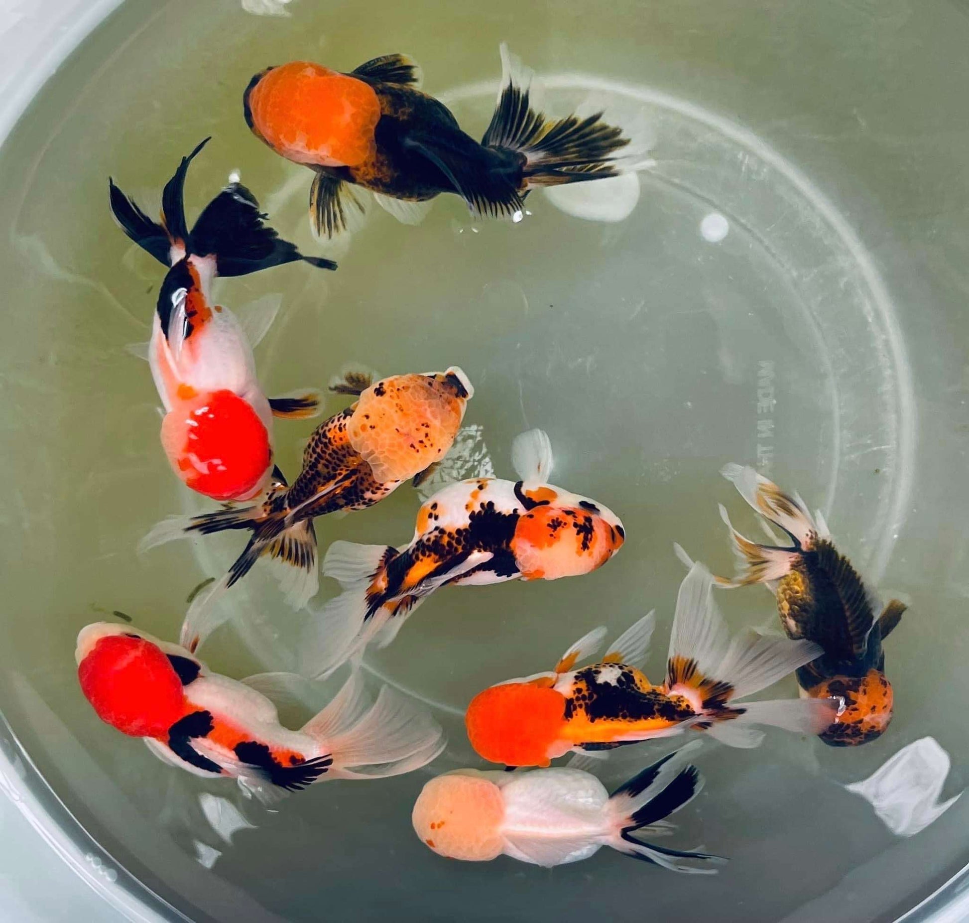 Tri Color Oranda Goldfish Mid Size 2 - 2.5 Inches | Mystery Goldfish