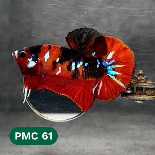 Multicolor Plakat Male Betta Fish |Show Grade|  You Pick Fish