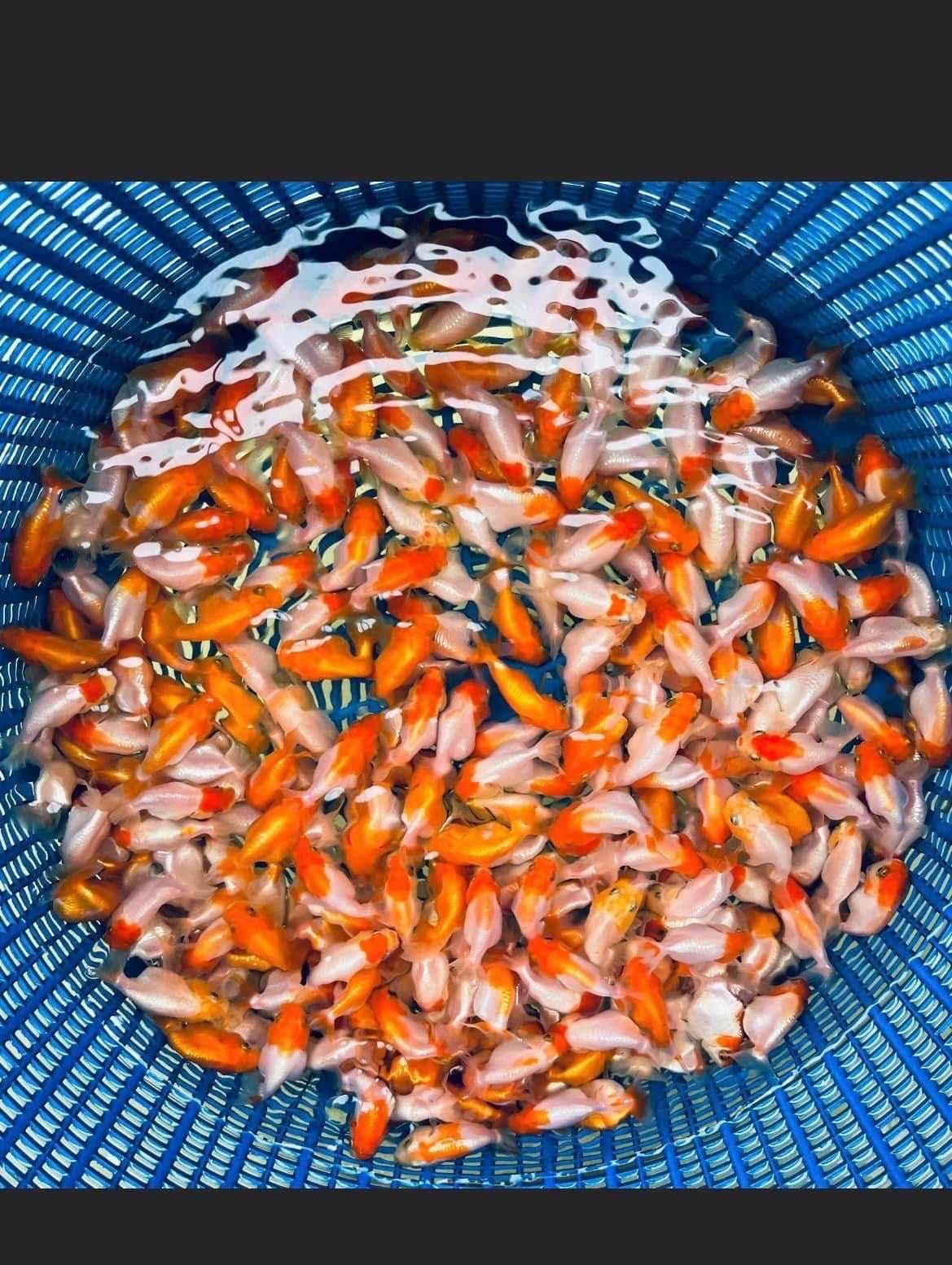 Hybrid Red And White Ranchu Goldfish | Grower Pick