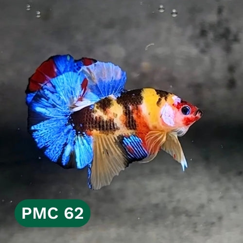 Multicolor Plakat Male Betta Fish |Show Grade|  You Pick Fish