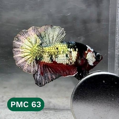 Multicolor Plakat Male Betta Fish |Show Grade|  You Pick Fish