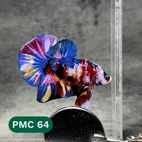 Multicolor Plakat Male Betta Fish |Show Grade|  You Pick Fish