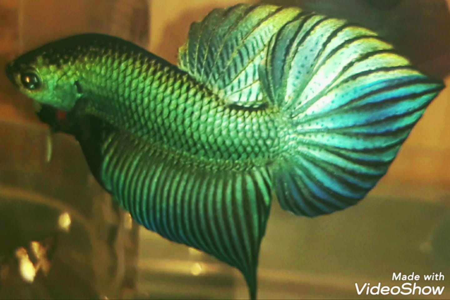 Wild Alien Green Male Betta Fish