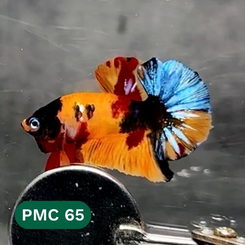 Multicolor Plakat Male Betta Fish |Show Grade|  You Pick Fish