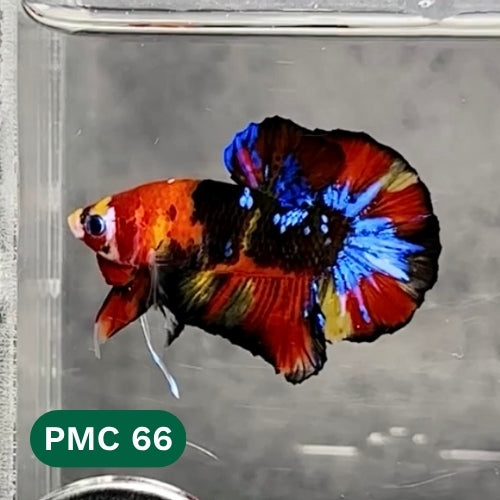 Multicolor Plakat Male Betta Fish |Show Grade|  You Pick Fish