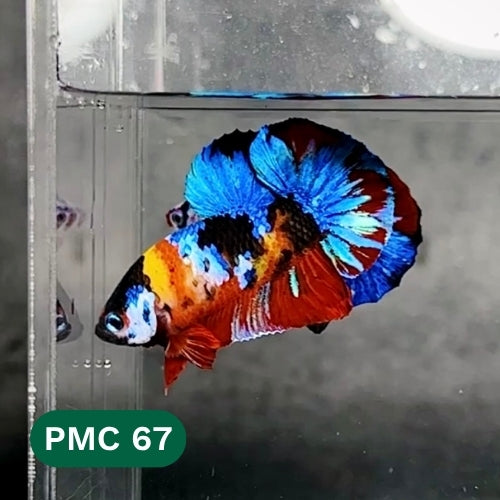 Multicolor Plakat Male Betta Fish |Show Grade|  You Pick Fish