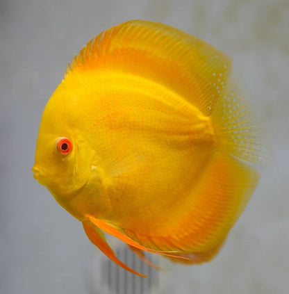 Yellow Albino Discus Fish