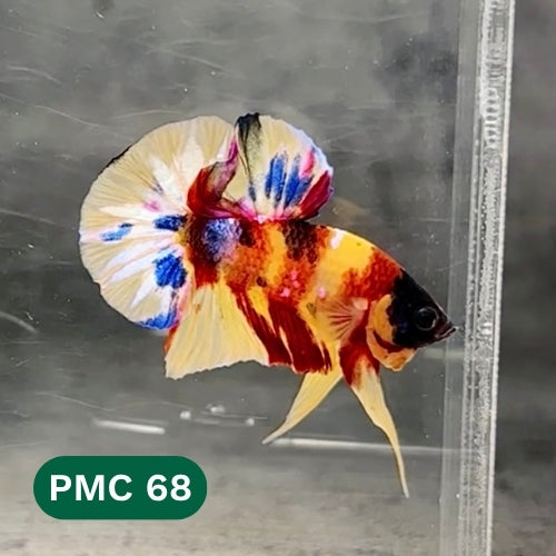 Multicolor Plakat Male Betta Fish |Show Grade|  You Pick Fish