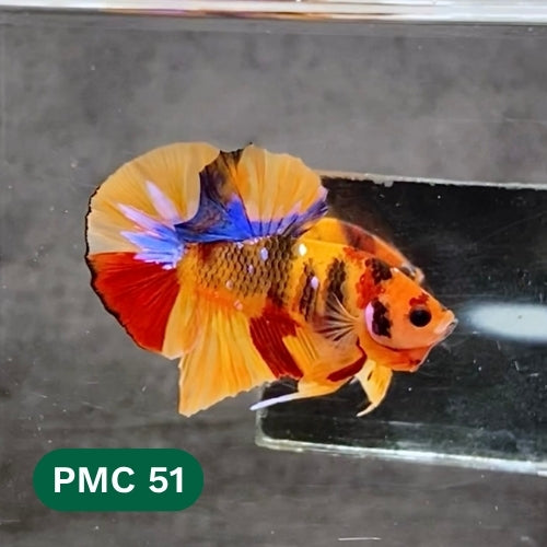 Multicolor Plakat Male Betta Fish |Show Grade|  You Pick Fish