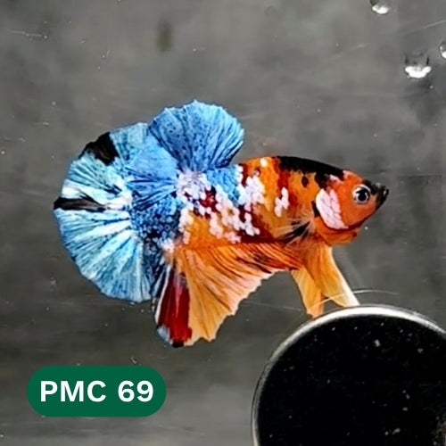 Multicolor Plakat Male Betta Fish |Show Grade|  You Pick Fish