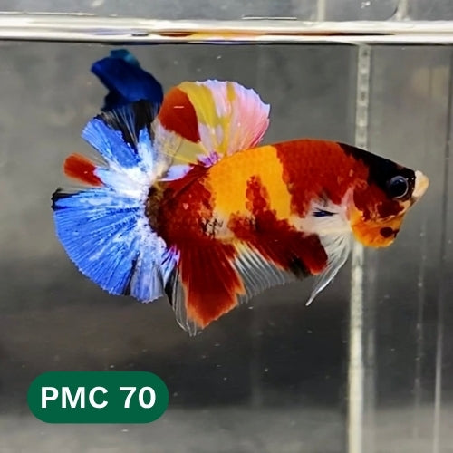 Multicolor Plakat Male Betta Fish |Show Grade|  You Pick Fish