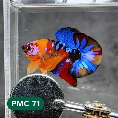 Multicolor Plakat Male Betta Fish |Show Grade|  You Pick Fish
