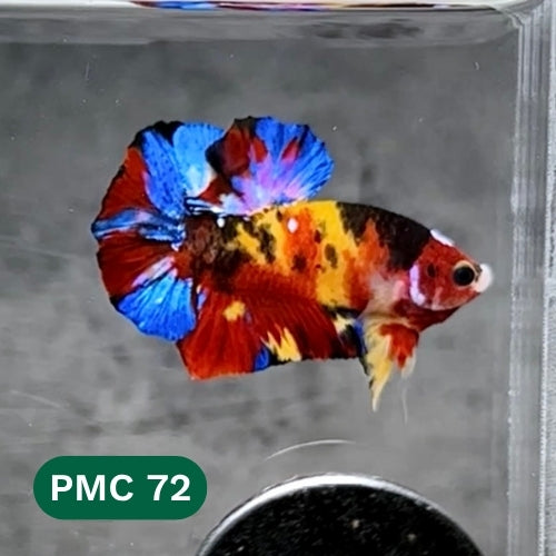 Multicolor Plakat Male Betta Fish |Show Grade|  You Pick Fish