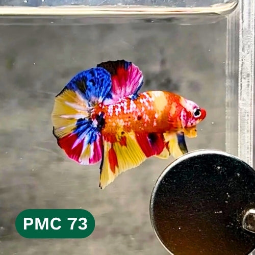 Multicolor Plakat Male Betta Fish |Show Grade|  You Pick Fish