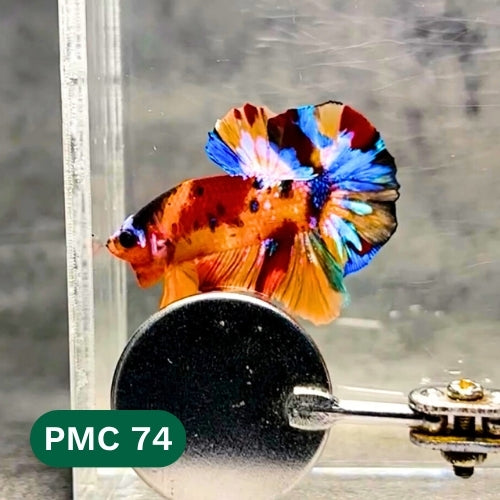 Multicolor Plakat Male Betta Fish |Show Grade|  You Pick Fish