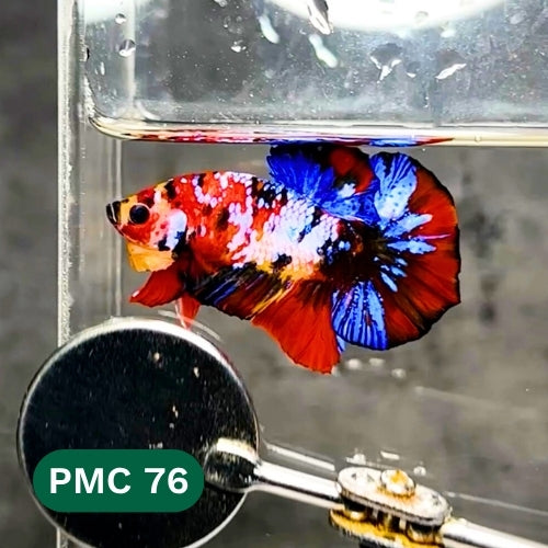 Multicolor Plakat Male Betta Fish |Show Grade|  You Pick Fish