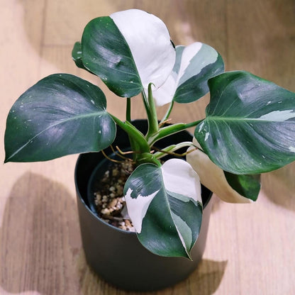 Variegated Philodendron White Wizard Tissue Culture Plant