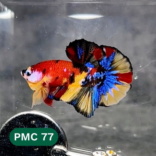 Multicolor Plakat Male Betta Fish |Show Grade|  You Pick Fish