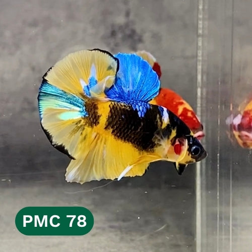 Multicolor Plakat Male Betta Fish |Show Grade|  You Pick Fish