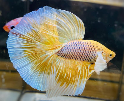 Dumbo Pineapple Halfmoon Male Betta Fish