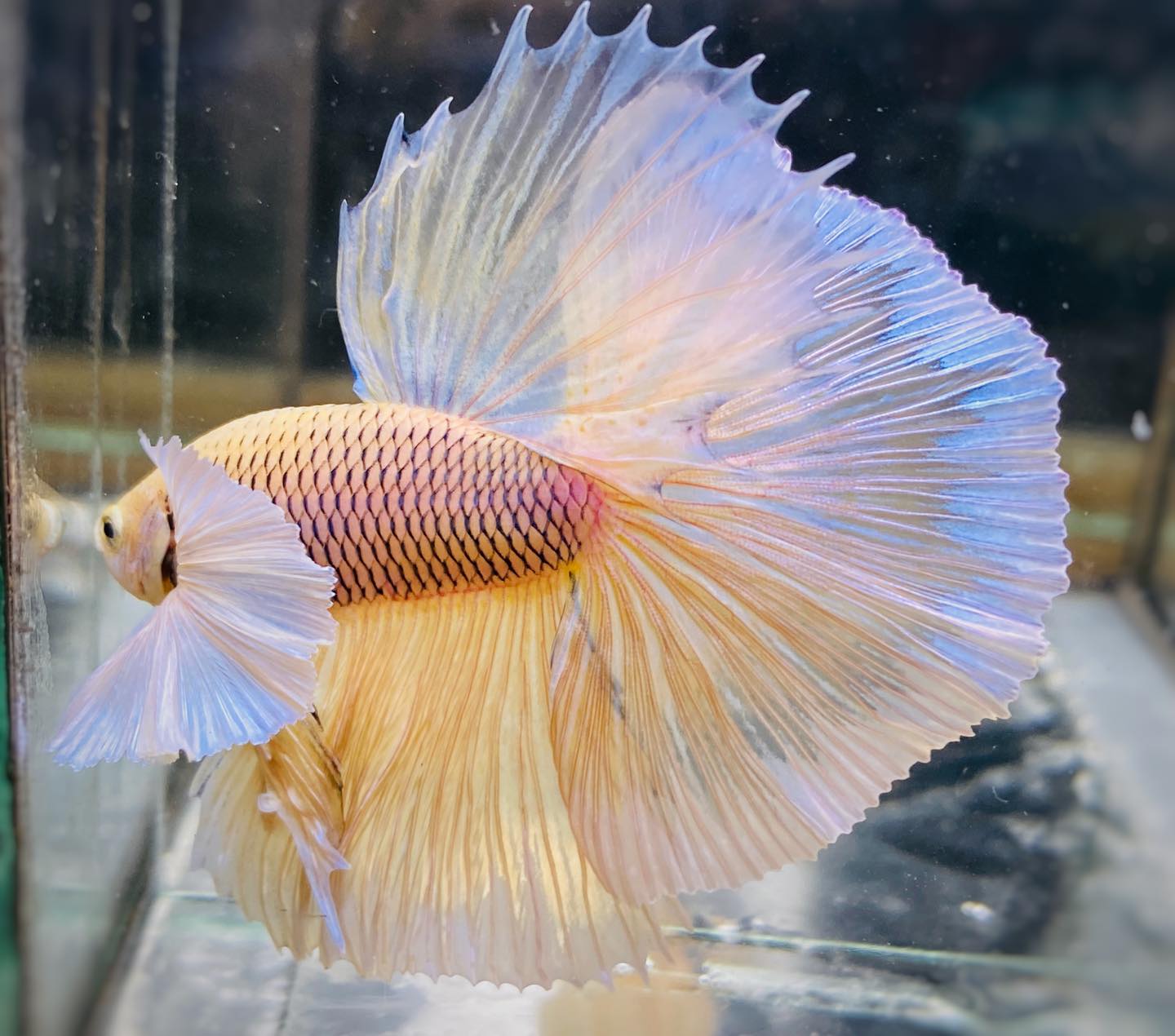 Dumbo Pineapple Halfmoon Male Betta Fish