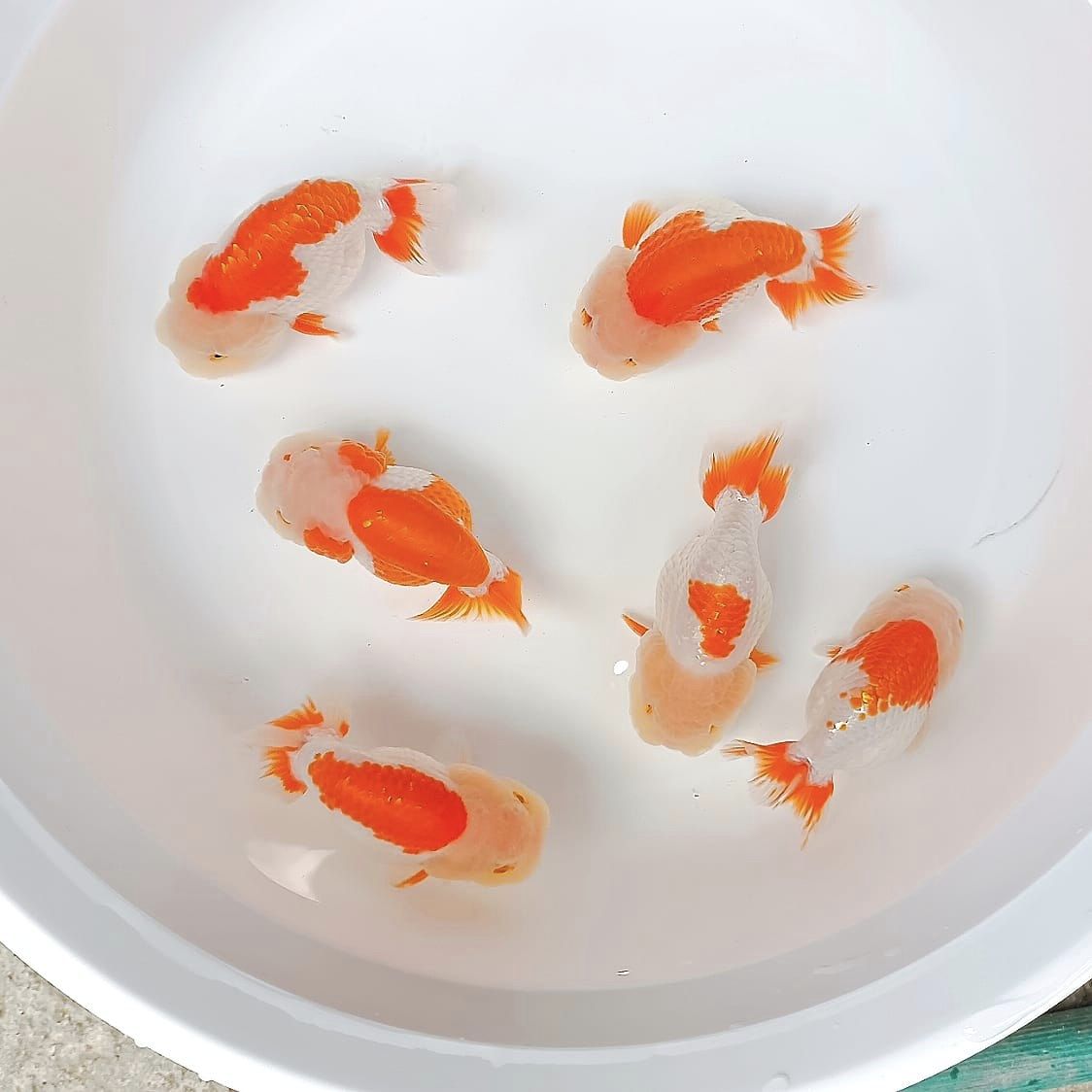 LionChu Ranchu Goldfish | AAA Grade | Grower Pick