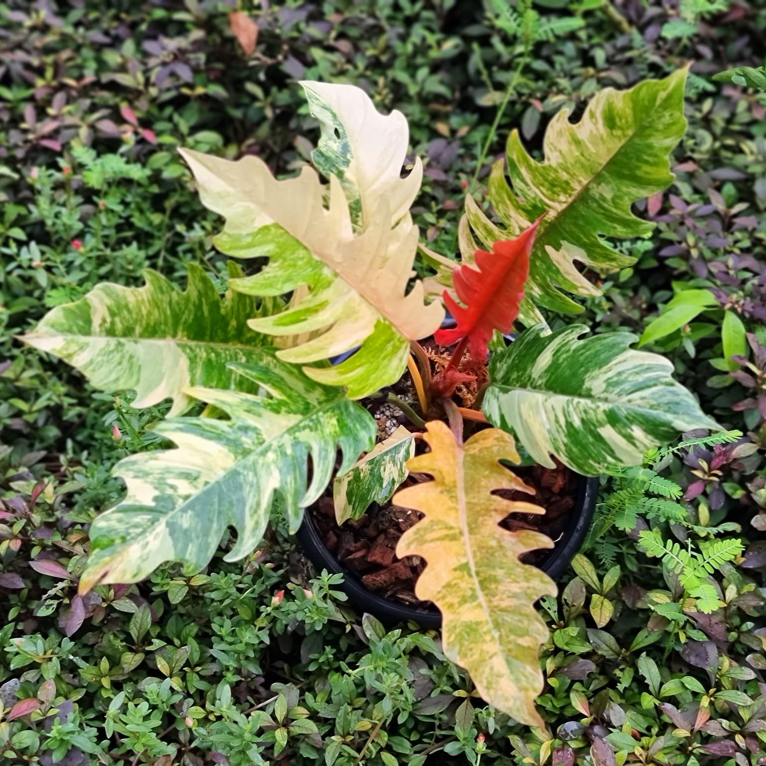 Variegated Philodendron Caramel Mature Plant